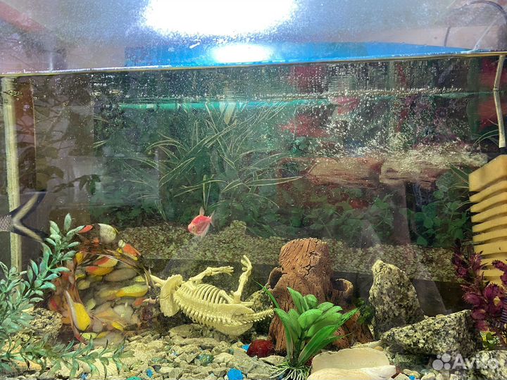 Аквариум с рыбками