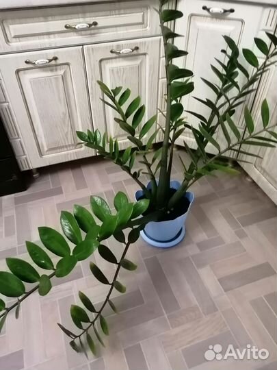 Фикус вариегатный, Замиокулькас, Кордилина