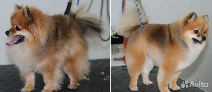 Стрижка собак