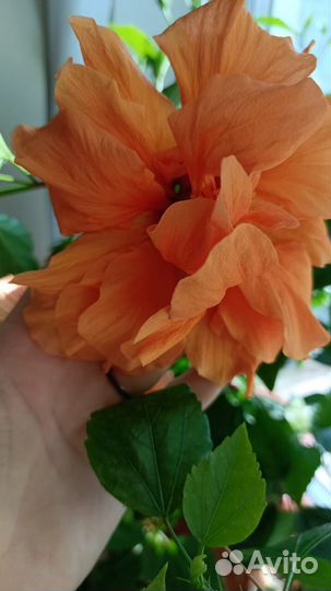 Гибискус оранжевый