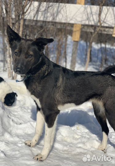 Собака бесплатно
