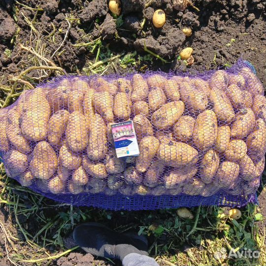 Продам картофель