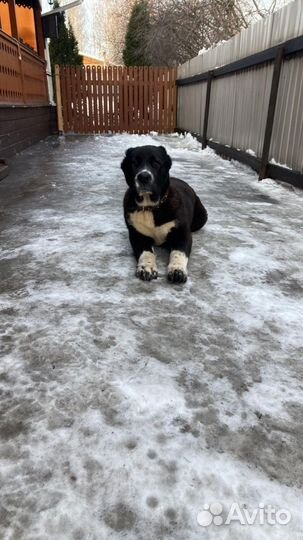 Среднеазиатская овчарка алабай