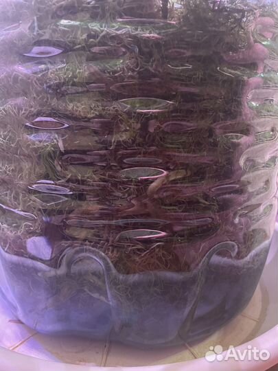 Монстера вариегатная