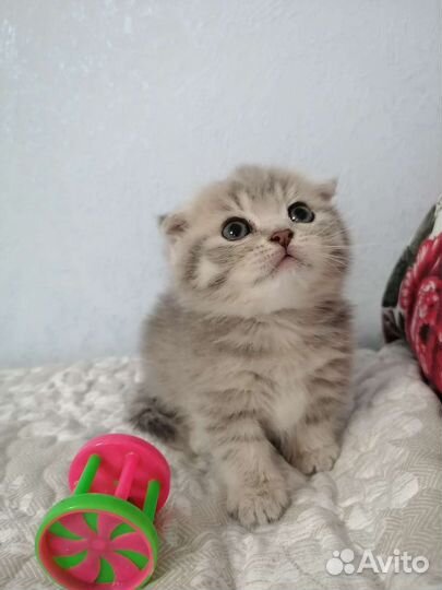 Котята манчкин