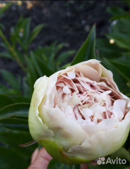 Корни пионов оптом. Голландия