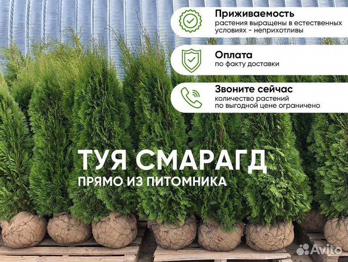 Туя Смарагд 1,3м - для посадки летом