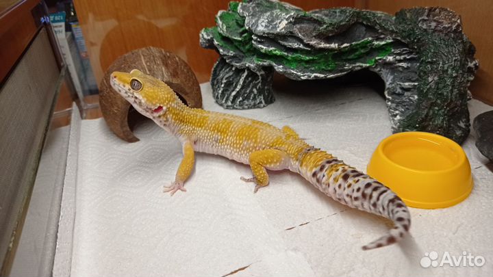 Эублефар самец