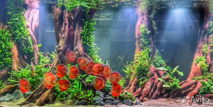 Коряги для аквариума,композиции,бонсай