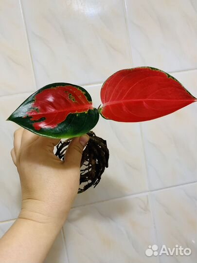 Аглаонема Суксом мутант,Ред Элефант