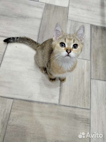 Шотландский котик