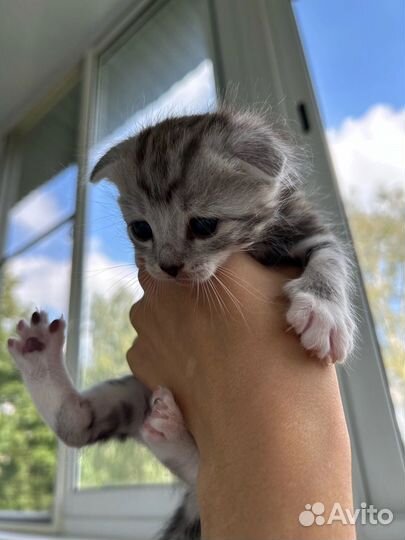 Шотландские котята ищут дом