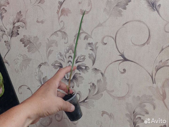 Зиферантес розовый