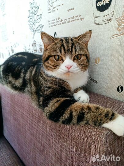 Шотландская кошечка ищет жениха