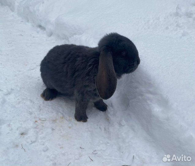 Кролик Французский баран