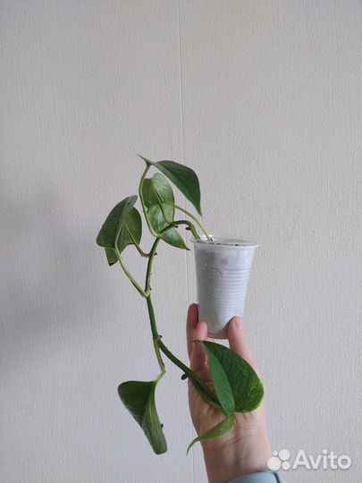 Сциндапсус золотистый