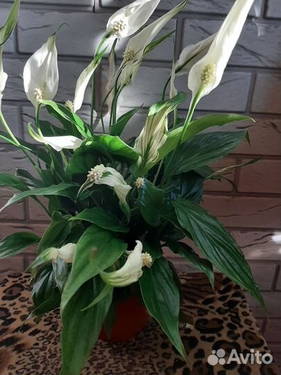 Спатифиллум Шопен