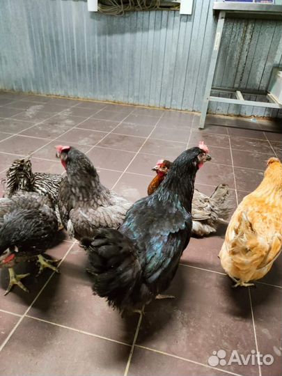 Куры молодки несушки