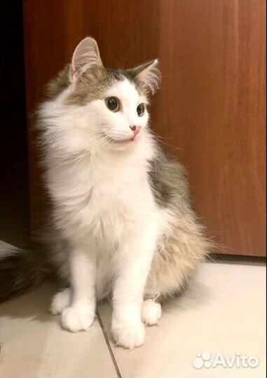 Котик подросток