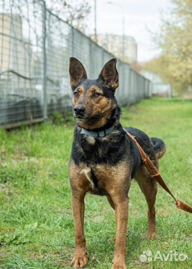 Активный пёс Ричи ищет дом