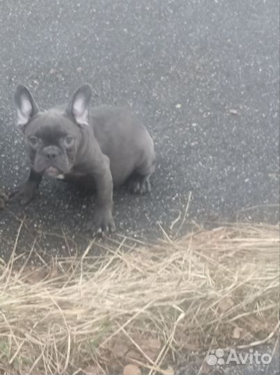 Мамина радость