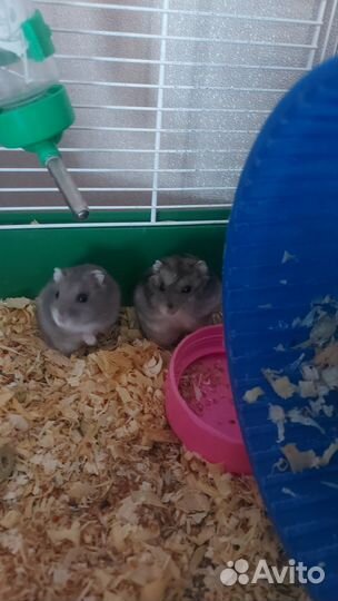 Хомяк с клеткой