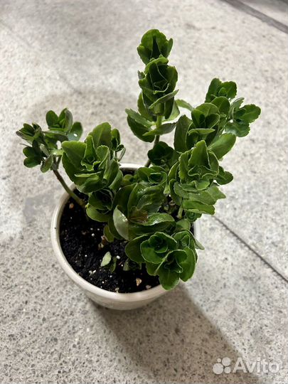 Растения на обмен