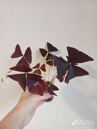 Оксалис Эбони Аллюр