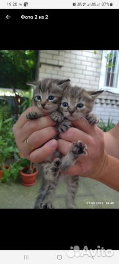 Кошка в дар бесплатно