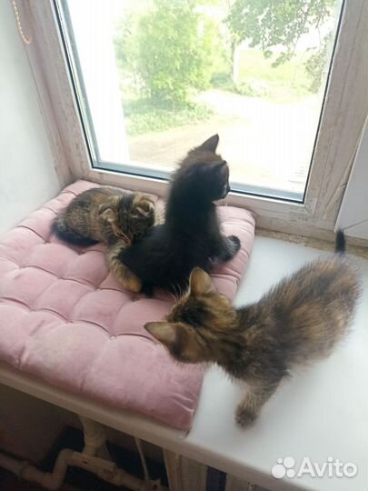 Кошка в дар