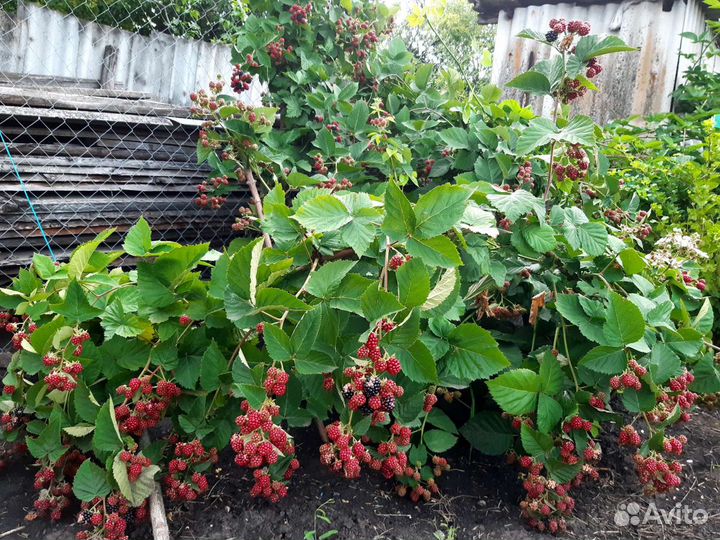 Ежевика садовая (ежемалина)