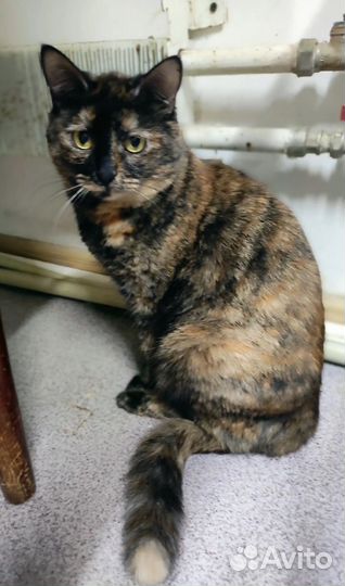 Кошка в дар