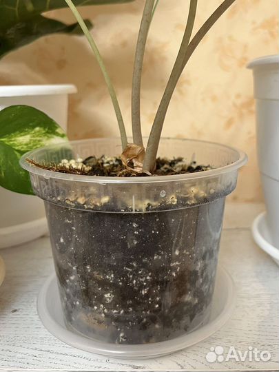 Алоказия Полли