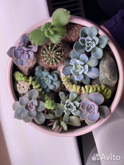 Суккуленты эхеверии кактус набор