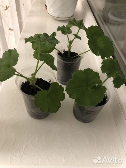 Пеларгония герань