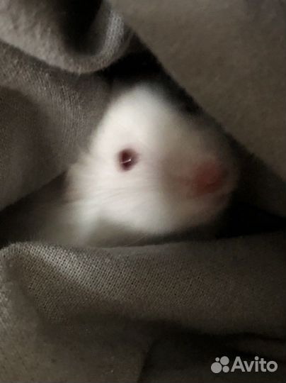 Продаю хомяка С домом И С набором еды