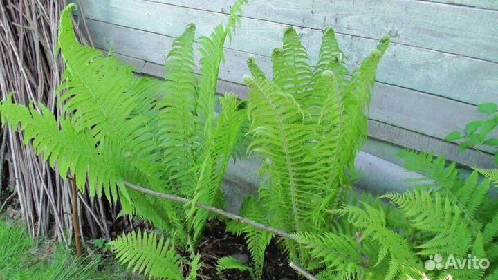 Папоротник садовый