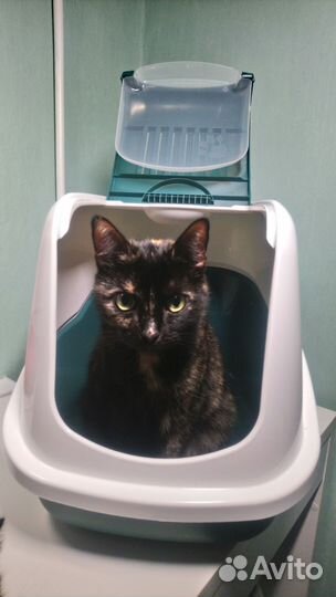 Закрытый лоток для кошек б/у