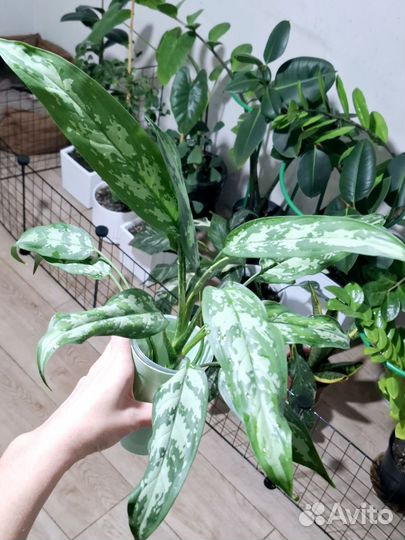 Аглаонема Трейба