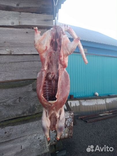 Продам мясо нутрии