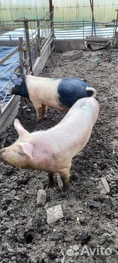 Обычный поросёнок