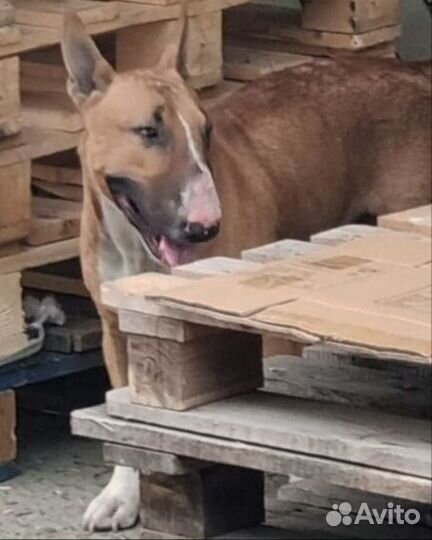 Найден бультерьер