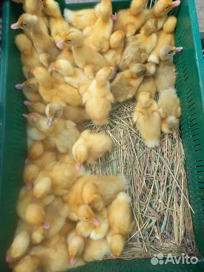 Утята, муларды, гусята