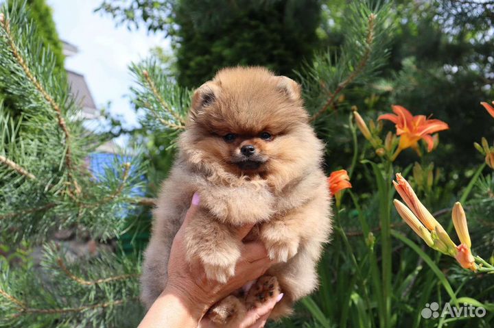 Кукольный мишка