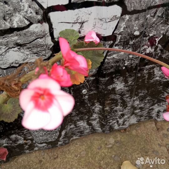 Пеларгонии Герани сортовые