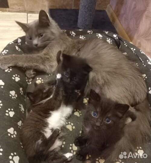 Котята в добрые руки