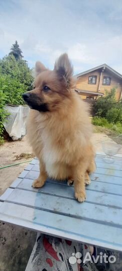 Два проказника - братик и сестричка