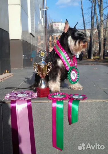 Цвергшнауцер