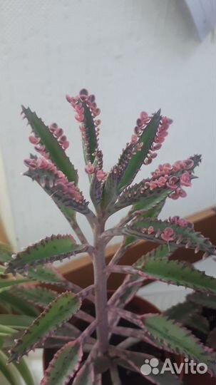 Каланхоэ розовые бабочки, традесканция нанук