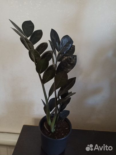 Замиокулькас черный